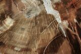 Rare Petrified Wood (Schilderia) End-Cut - Arizona #346213-1